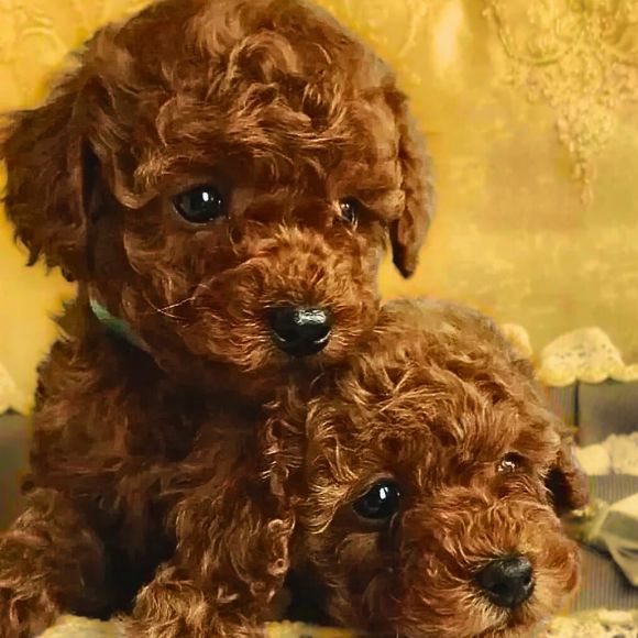 Poodle